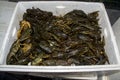 Lots of confiscated Danube crayfish in a box Royalty Free Stock Photo