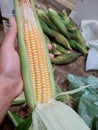 lots of corn food in the festive June month