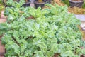 Lots of Curl leaf kale or Brassica oleracea grown in the field Covered with dry straw