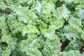 Lots of Curl leaf kale or Brassica oleracea grown in the field Covered with dry straw