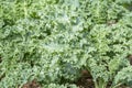 Lots of Curl leaf kale or Brassica oleracea grown in the field Covered with dry straw