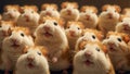 Lots cute funny fluffy hamsters animal background fur small little friend humor looking