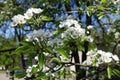 Lots of cymes of white pear blossom Royalty Free Stock Photo