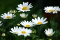 Lots of daisies