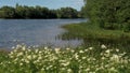 Lots of daisies in a field swaying in the wind with a bending river on the background. Creative. White flowers in the Royalty Free Stock Photo