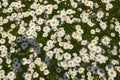 Lots of daisies in a green meadow. Camomile field Royalty Free Stock Photo