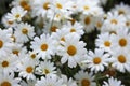 Lots of daisies-like flowers in a park