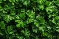 Lots of delicious parsley, parsley background, healthy food. The image is generated with the use of an AI. Royalty Free Stock Photo