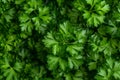 Lots of delicious parsley, parsley background, healthy food. The image is generated with the use of an AI. Royalty Free Stock Photo