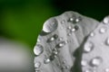 Lots of dew drops on white sunlit petal and green background