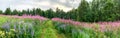 Panorama of the road among tall grass and flower fields under stormy skies. Ivan tea. Deciduous trees. spring. Karelia