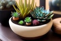 Lots of different succulents on a wooden table in daylight. Generative AI. Royalty Free Stock Photo