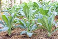 Lots of Dinosaur kale or Brassica oleracea grown in the field Covered with dry straw