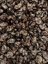 Lots of dried prunes for eating background Royalty Free Stock Photo