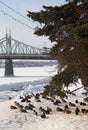 Lots of ducks in the winter near the river. Brown and gray. Royalty Free Stock Photo