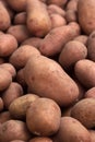 Lots of dug dirty potatoes, background. Harvesting potatoes, healthy vegetables. Agriculture