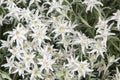 Lots of Edelweiss flowers, blooming stella alpina in summer