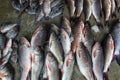 lots of fish of different varieties in fis market for sale hd