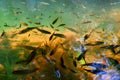 Lots of fishes in clear, transparent water river with ripples of sunlight reflected. Shallow water. Wild nature background. Royalty Free Stock Photo