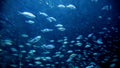 Lots of fishes, sharks and stingrays swimming in big aquarium at zoo. Abstract underwater background or backdrop Royalty Free Stock Photo