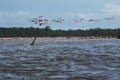 Lots of flamingos at bigi pan