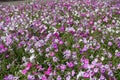 Lots of flowering colorful petunias