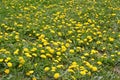 Lots of flowering dandelions