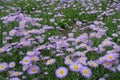 Lots of flowering Erigeron speciosus