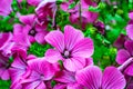 Lots of flowers Ashy Cranesbill - Geranium cinereum pink color close-up