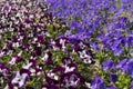 Lots of Flowers pansies bright magenta and violet in garden spring
