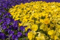 Lots of Flowers pansies bright yellow color and violet color in garden spring