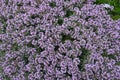 Lots of flowers of Thymus praecox Royalty Free Stock Photo