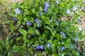 Lots of flowers of vinca minor in april Royalty Free Stock Photo