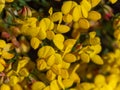 Lots of flowers with yellow petals close-up. Flowers of the furze plant, macro. The plant is in bloom. Yellow petals in macro