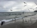 Flying seagulls on the beach in Gdynia. Cloudy day Royalty Free Stock Photo