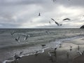 Flying seagulls on the beach in Gdynia. Cloudy day Royalty Free Stock Photo