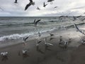 Flying seagulls on the beach in Gdynia. Cloudy day Royalty Free Stock Photo