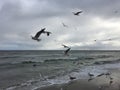 Flying seagulls on the beach in Gdynia. Cloudy day Royalty Free Stock Photo