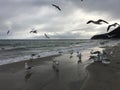 Flying seagulls on the beach in Gdynia. Cloudy day Royalty Free Stock Photo