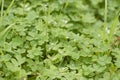 Lots of green color four-leaf clovers