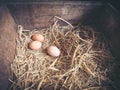 Lots of fresh chicken eggs form hen house in the organic farm