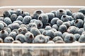 Lots of fresh large blueberries in a plastic container on a white background. Side view Royalty Free Stock Photo