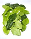 lots of fresh lime leaves Royalty Free Stock Photo