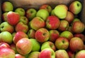 Lots of fresh picked apples Royalty Free Stock Photo