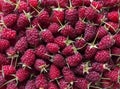 Lots of fresh raspberries with tails solid background