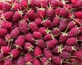 Lots of fresh raspberries with tails solid background