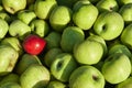 Lots of fresh raw apples. Green large apples of Granny Smith variety freshly picked from garden trees and lone red apple among Royalty Free Stock Photo
