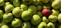 Lots of fresh raw apples. Green large apples of Granny Smith variety freshly picked from garden trees and lone red apple among Royalty Free Stock Photo