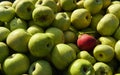 Lots of fresh raw apples. Green large apples of Granny Smith variety freshly picked from garden trees and lone red apple among Royalty Free Stock Photo