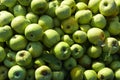 Lots of fresh raw apples. Green large apples of Granny Smith variety, freshly picked from garden trees. Large background or splash Royalty Free Stock Photo